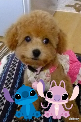 旦那ちゃま①わん🐕娘達⑥&鳥ちゃん🐥達と暮らしています。 2024年母様、胆嚢癌で永眠 同年父様、肺炎で永眠。リアの生活がハードな為なかなかお邪魔出来ませんが、よろしくお願い致します☘️ 障害者手帳持ち ポケモンSV(22.11.18)sleep たまごっちスマート・uni・たまコネしてます😊