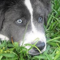 Drew Mackie (@kidicarus222) 's Twitter Profile