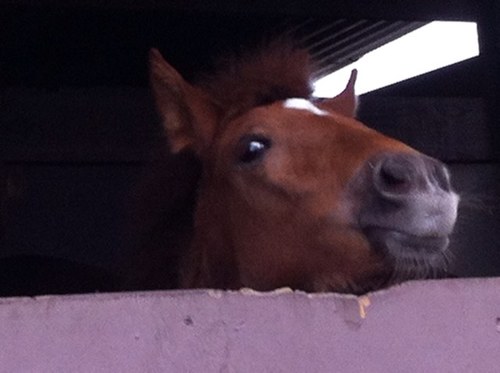 julio_juliovega's profile picture. 