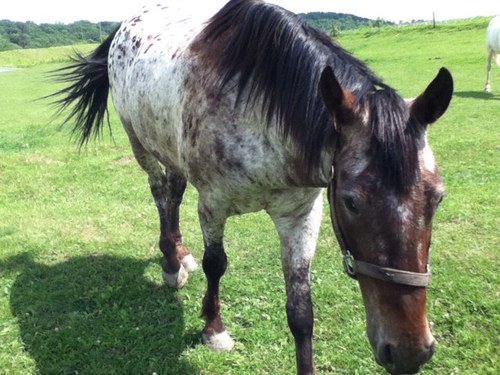 KrisSmith1's profile picture. 