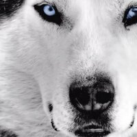 00 (@traqaq1) Twitter profile photo