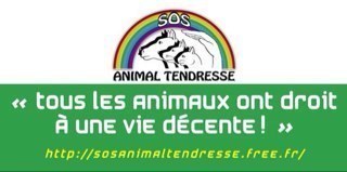 Infirmière en invalidité suite a une agression fin 2003 engagée dans la protection animale depuis 2007 avec la création de SOS animal tendresse et son COLLECTIF