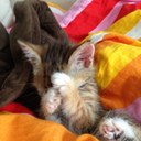 Erin Hull - @HullErin - Twitter