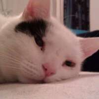 tree_pear's profile picture. Would rather be making cakes. ITFC fan