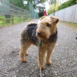 Tilly_TheWelshy's profile picture. Hi I'm Tilly, I'm a welsh terrier with a loud personality, and a football addict!