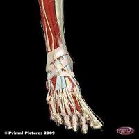 GCU Podiatry JLocke (@jlgcupod) 's Twitter Profile