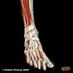GCU Podiatry JLocke (@jlgcupod) Twitter profile photo GCU Podiatry JLocke (@jlgcupod) Twitter profile photo