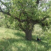 Baki BOZKURT (@kinderibi) 's Twitter Profile