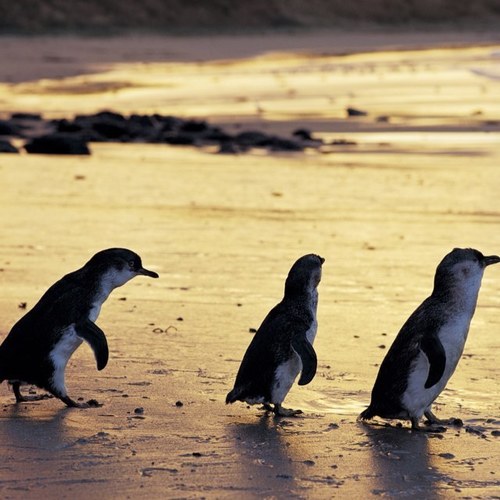 Phillip Island just 90 minutes drive from Melbourne offers a myriad of experiences and attractions