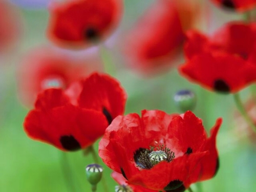 _Odeli's profile picture. Have Fun and Be Happy !