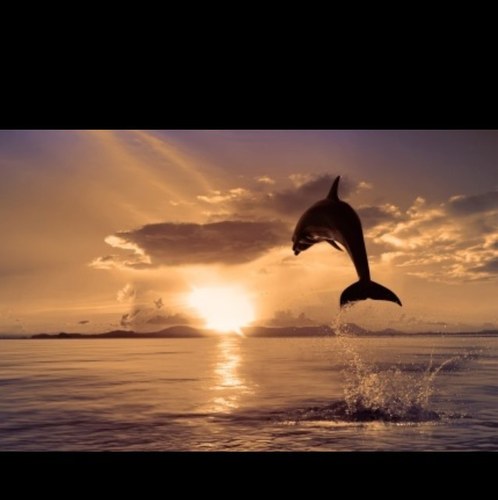 Saleem06Saleem's profile picture. 