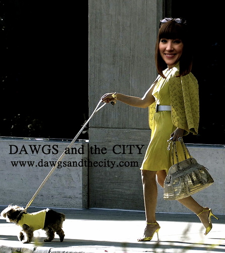 DawgsandtheCity's profile picture. Dog Walking and Pet Care in the heart of East Dulwich
