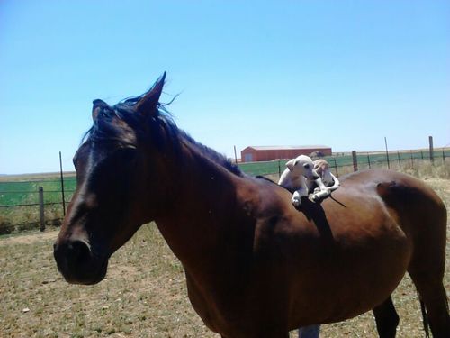 Los pies en los estribos 🐎