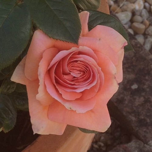 clj1011's profile picture. 