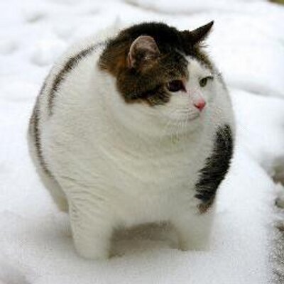 にゃんこ速報 2chまとめ Nyankosokuhou Twitter