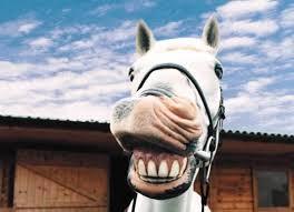Horse Racing, Football, Cricket