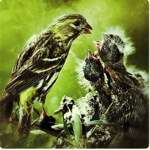 FECC_es's profile picture. Federación Española de Canarios de Canto