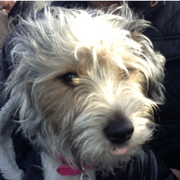 DoolittlePets's profile picture. Doolittle Pets is an All-In-One Pet Care Service. We offer Dog walking, Pet sitting, Dog daycare and Pet Taxis. Please DM any enquiries. 07508406716