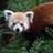 RustyThePanda's profile image