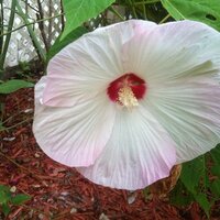 Suzanne Crist (@suzcq333) 's Twitter Profile Photo