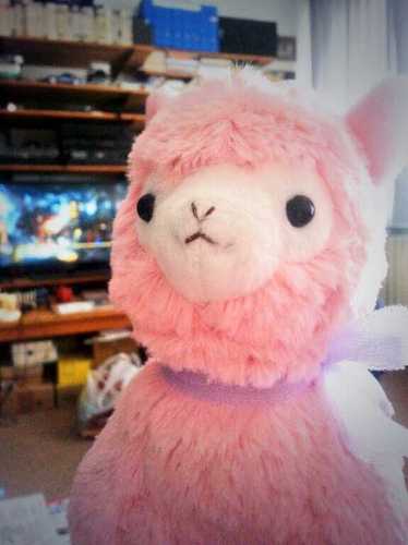 The Travelling Alpaca