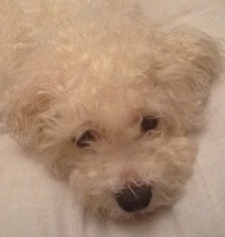 Im a bichon ,im awesome i tell jokes and loads more because im amazing