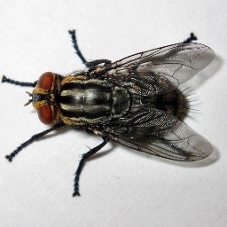 siempre hay una mosca en tu vida