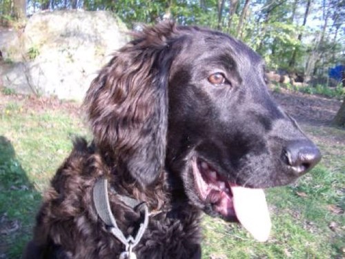 DeuteronomyDog's profile picture. 