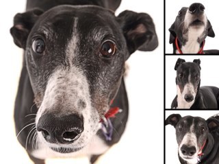 Love to all Greyhounds. amazing, wonderful dogs.