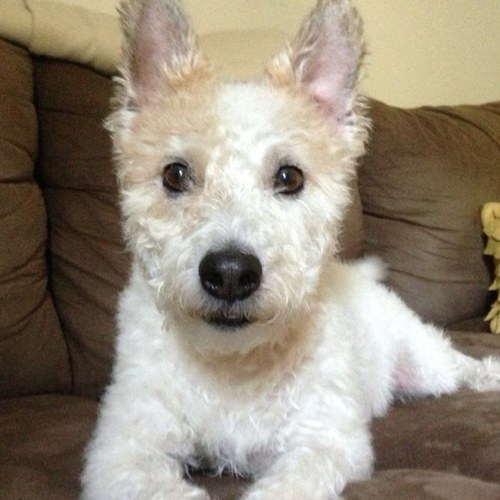 Scoreless's profile picture. 