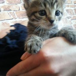 MazaisKittehs's profile picture. Mazs minka dzīves sākumā un gādīgu māju cerībās