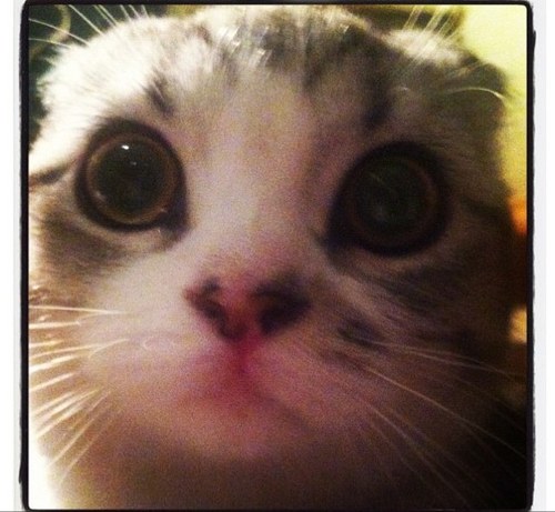 Speak Meowwww