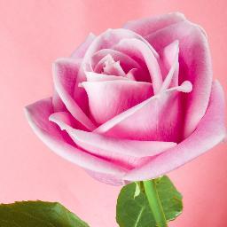 _freef0ll0ws_'s profile picture. You have just been given a free follow. go follow my personal @findingsammi ♡ i will follow you back!