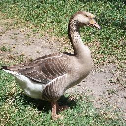 mercedes31321's profile picture. 