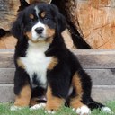 caroline prevost - @nellprevost - Twitter