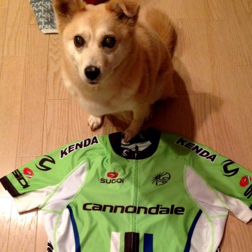 cdwnatu2's profile picture. ロードバイクとエレキギターが好きなオジサンです。和犬ミックスの小夏と暮らしてました。