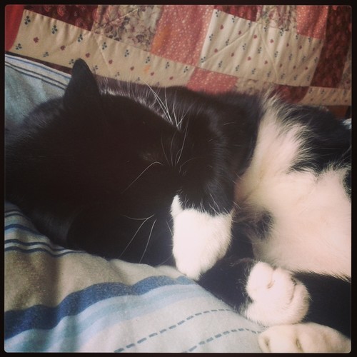 Featherheart028's profile picture. All the pictures in this profile are of my very crazy moggie Emma so if u wanna follow me please do. I ♥ Warrior Cats *HOLY DERP KITTENS*