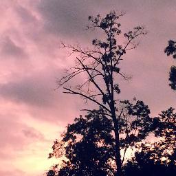 tribblegapband's profile picture. Playing Southern Fried Music