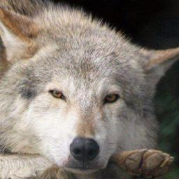 Woman, Mother,  Wife,  wolf and animal activist,