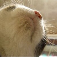 はじめてのプレミアムトレモロ恵方巻が鏨 (@nkohjm) 's Twitter Profile