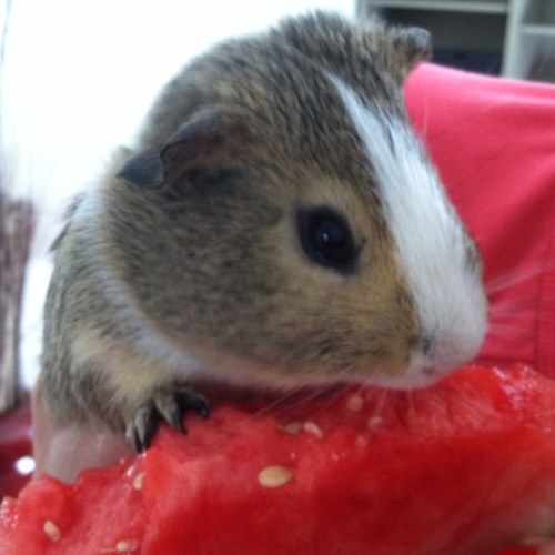 Hi my names Winston, I love to eat so I'm chunky and I love my owner Jess