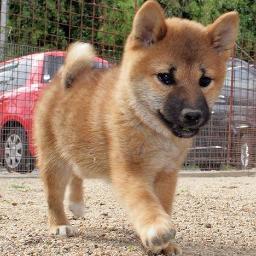 まだらねこ Chaedema Twitter