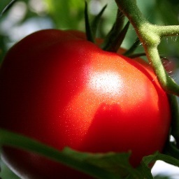 Local farm growing quality produce since 1933. Open Mon - Sat, March through October