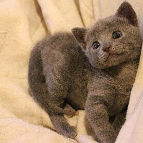 meow