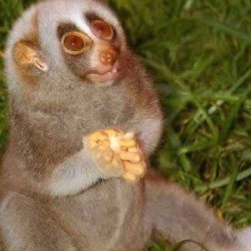 Avid nut gatherer. Tree climber, not tree hugger