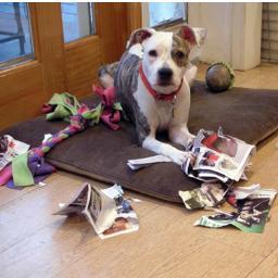 thumpingtails's profile picture. Does this picture make you laugh?  Then you're our kind of dog person.  Join us on the journey to save dogs in need, one at a time.