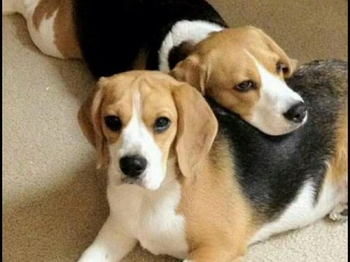 Lifelong motorsport enthusiast...F1,Indy Car,IMSA/WEC/ALMS/ELMS Silverstone, LeMans, Indy 500, Sebring 12 Hours, Daytona 24..did I mention beagles Chip & Chloe?