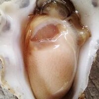 Wapengo Rocks (@wapengorocks) 's Twitter Profile