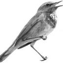 Nightingale Poetry (@00nightingale00) Twitter
