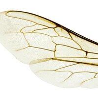 BeesWing.net (@beeswingnet) 's Twitter Profile